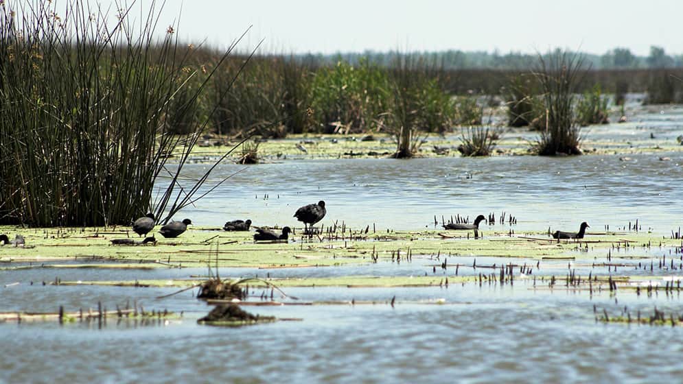 ¿Cuánta biodiversidad conserva un campo? Investigadores del INTA se calzan el traje de “inspectores” para medirla, saber cuánto aporta a la producción y cómo protegerla