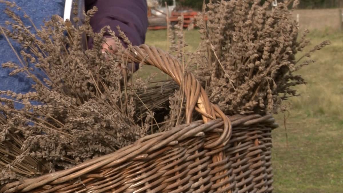 Para estas cosas también estaba el INTA: En Azul querían producir lavanda y Evangelina Bastien empezó a probar cuáles se adaptan y para qué conviene usar cada una
