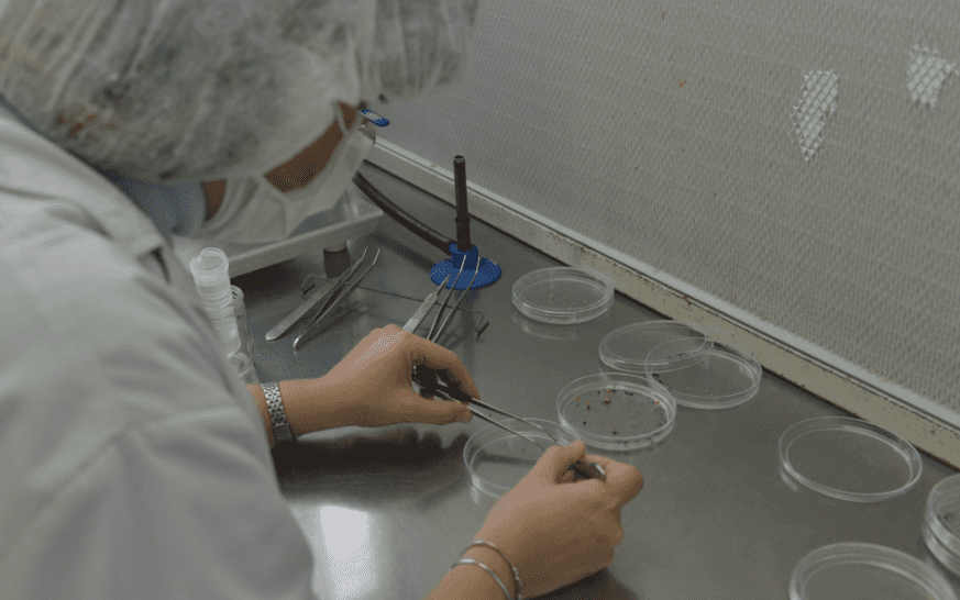 Equipo completo: la Secretaría de Agricultura aprobó la onceava levadura transgénica para eficientizar la producción de bioetanol de maíz