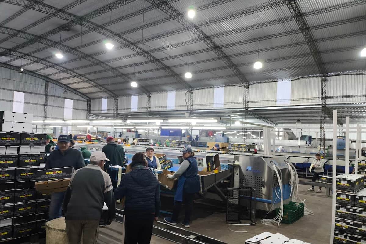 Bautista Berisso volvió al campo familiar y decidió que no alcanzaba con producir cítricos: Hoy El Paruco es un empaque que mueve miles de bultos, pero necesita de nuevos mercados para poder seguir trabajando