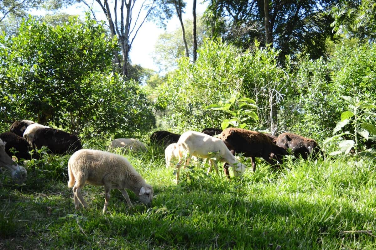 Las cabras y ovejas no toman mate, pero andan entre los yerbales: En Misiones vuelve a tomar forma una vieja apuesta para enfrentar la crisis sectorial