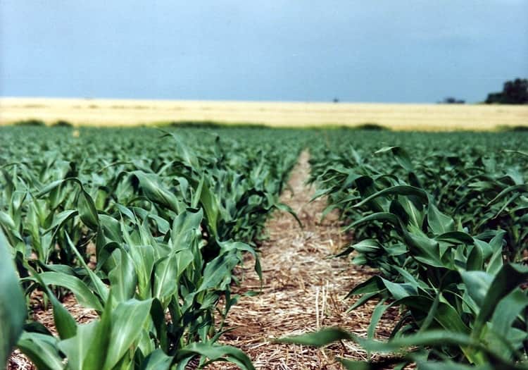 Hay agua y genética, pero falta algo: Fertilizar pide ajustar la nutrición del maíz para no dejar rendimiento en el camino
