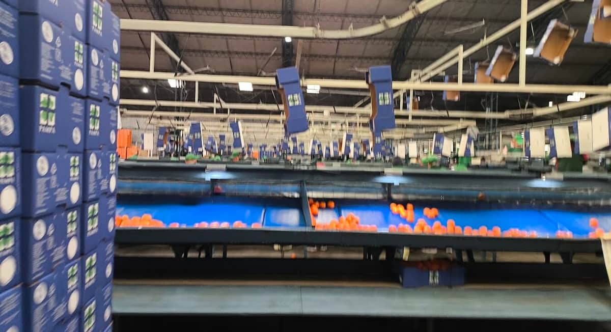 Presidente de los exportadores de cítricos del NEA, Enrique Yelin avisa que los envíos de naranjas y mandarinas cayeron de 170 mil a solo 50 mil toneladas: Por eso pide incrementar esfuerzos para abrir Estados Unidos