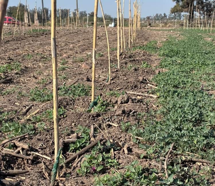 ¿Quién dijo que los periurbanos no se puede? En la zona de exclusión de Sastre, a pocos metros de la soja, Sergio Balbi plantó vides para elaborar vino santafesino