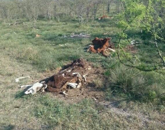 ¿Qué pasa en Curuzú Cuatiá? Denunciaron la desaparición de más de 140 vacas, la Policía Rural encontró 78 muertas y circula otro caso de 240 vaquillonas muertas