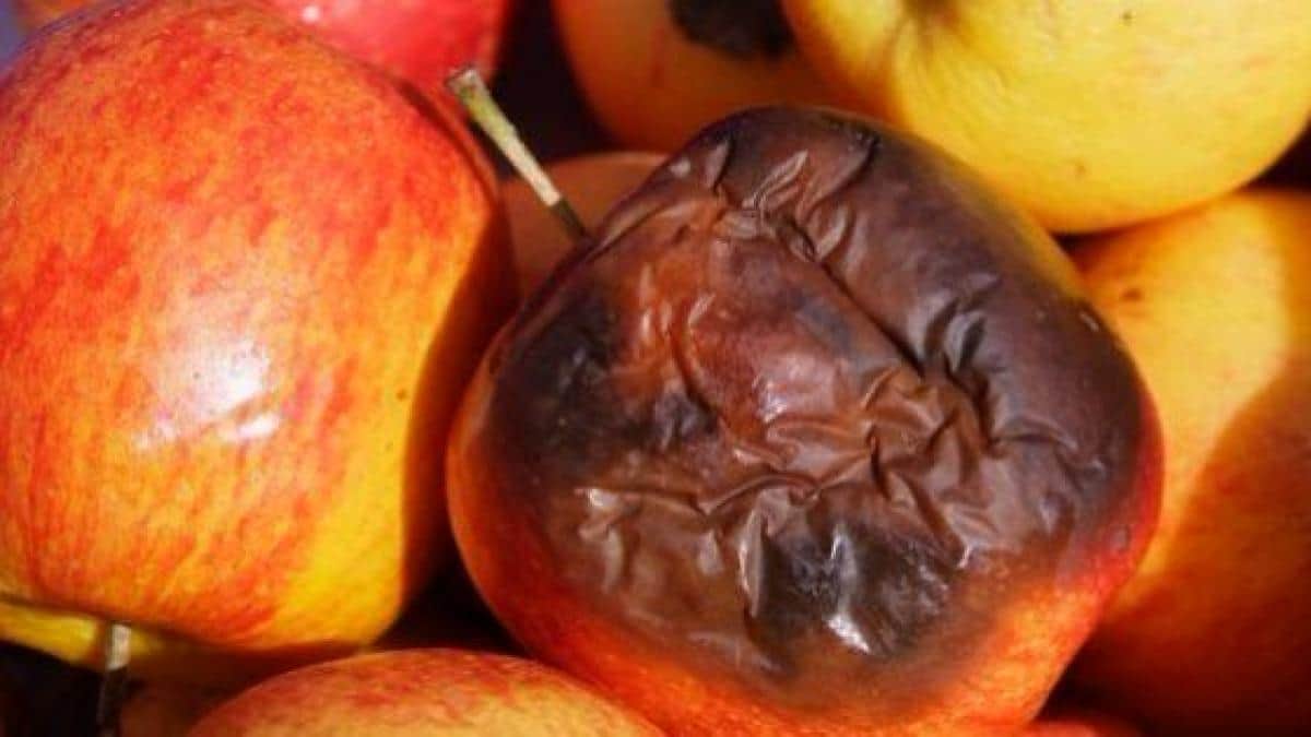 ¿Cuál será realmente la manzana podrida dentro de INTA? Se fue el contador que había cobrado $110 millones del Estado, pero también echarán a la investigadora que estudió la presencia de agroquímicos