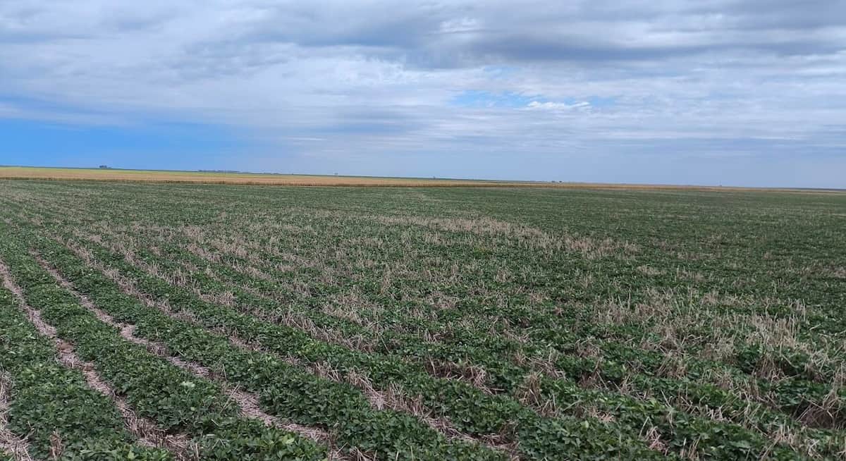 ¿Se puede hacer una agricultura sustentable en una estancia de casi 10 mil hectáreas? En La Carlota, los agrónomos de AGD están convencidos de que sí, y para lograrlo no ahorran ni conocimiento ni tecnología