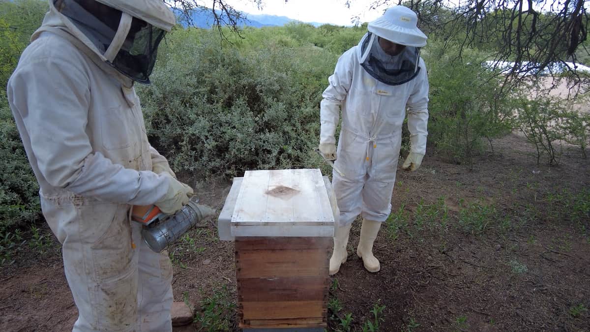 En los Valles Calchaquíes falta miel y el INTA quiere sumar apicultores: “Es una actividad buena para los jóvenes que no tienen acceso a la tierra”, explica el técnico Lucas Díaz