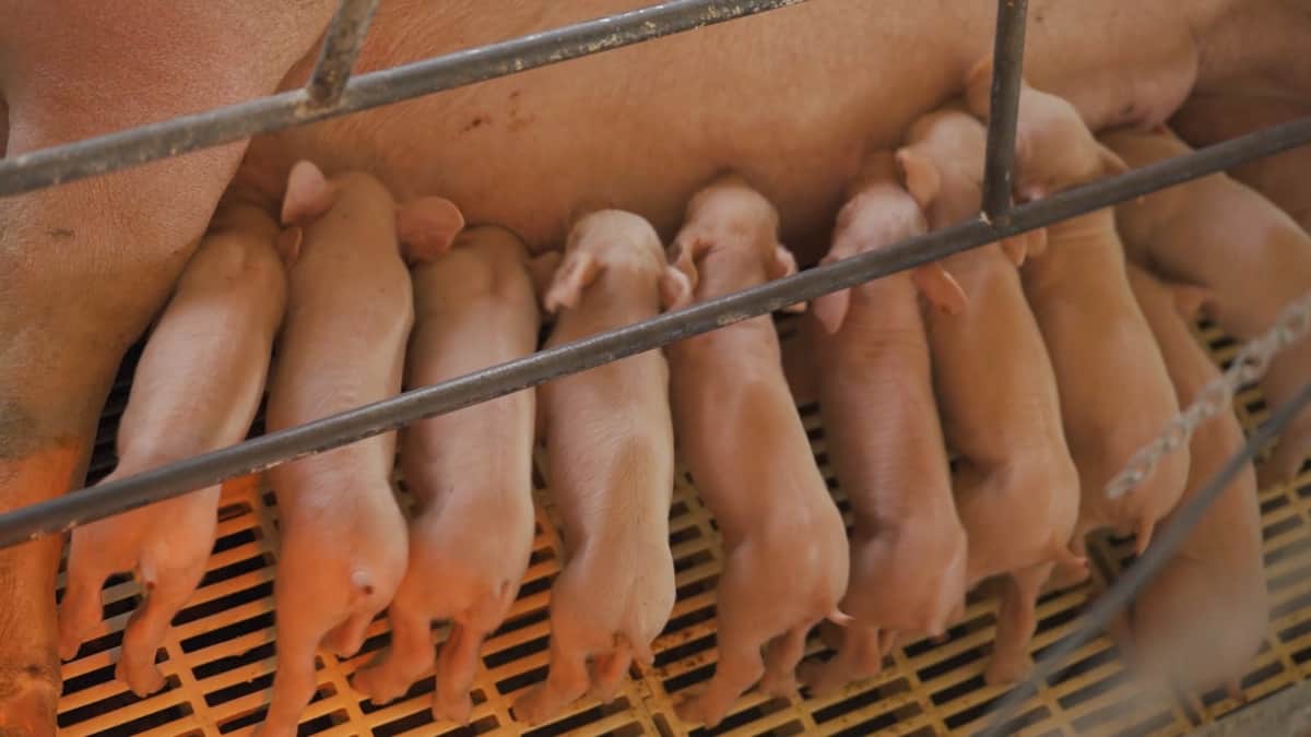 De la macro a la micro: Productores porcinos de Misiones advierten por el elevado ingreso -por derecha y de contrabando- de carne de cerdo brasileña