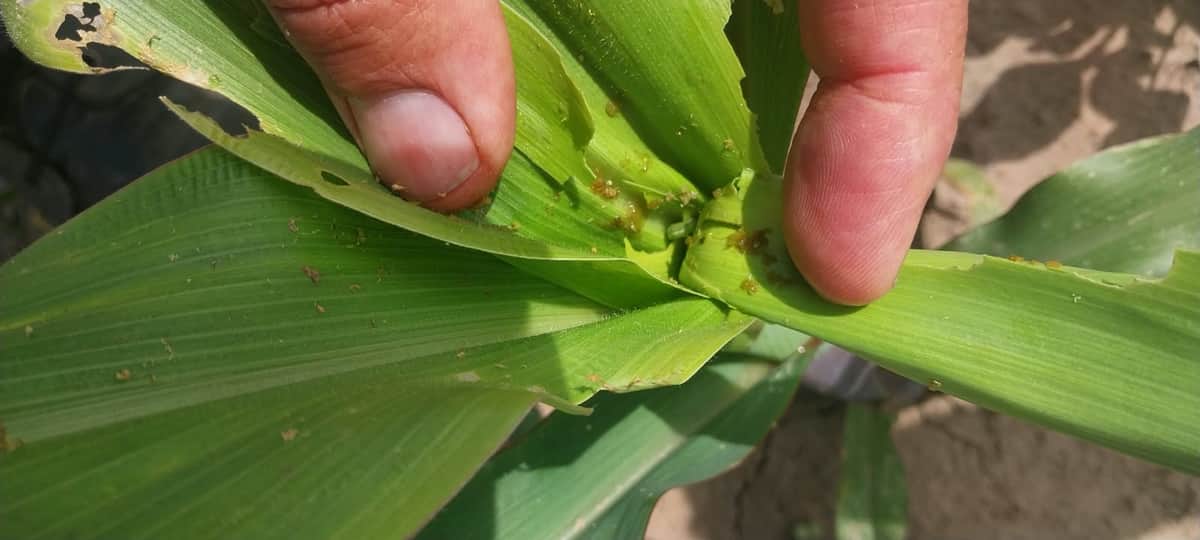 Alerta en el NEA: Productores y agrónomos reportan ataques “sin precedentes” del gusano cogollero al maíz y aseguran que la tecnología Bt ya no frena la plaga