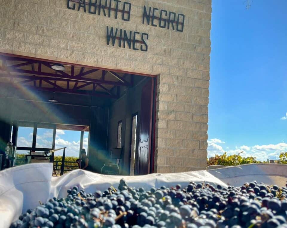 Cuando vender la uva dejó de alcanzar, Fabio Zamora decidió hacer su propio vino: Levantó una bodega familiar en plena crisis y sueña con algún día poder vivir de ella