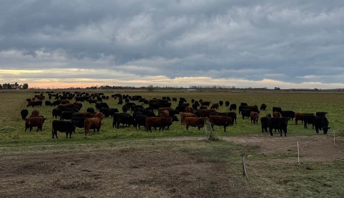 El avellano es la nueva apuesta productiva de una tradicional empresa agropecuaria que busca diversificarse en Río Negro