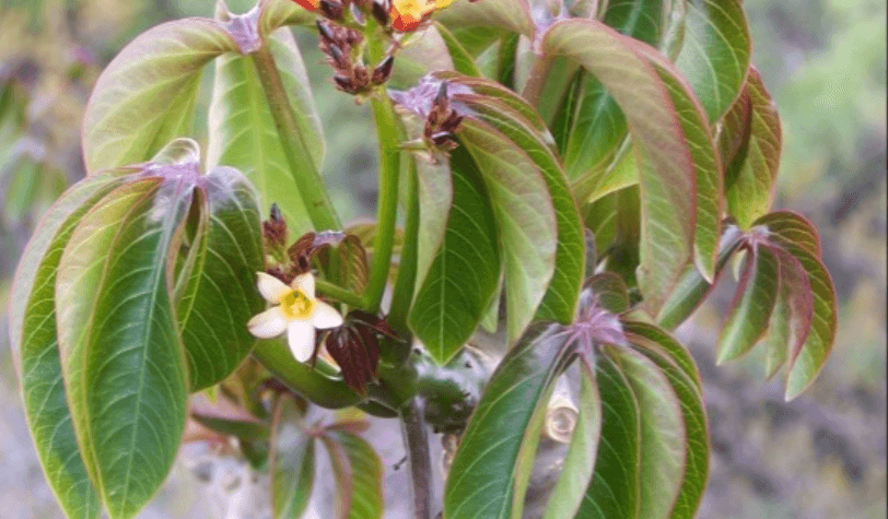 El secreto de la higuerilla: Estudiantes de Córdoba elaboraron biodiésel a partir de una planta silvestre que crece en zonas áridas y semiáridas de esa provincia