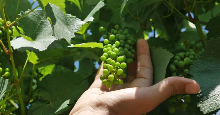 Cuándo y cómo se puede cosechar la uva como experto agricultor