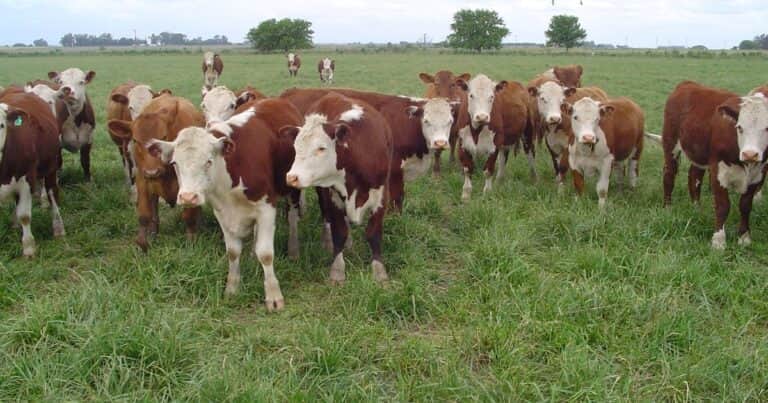 «Que nunca se implemente»: la Unión Europea pospuso una exigencia de libre deforestación y el agro argentino celebra