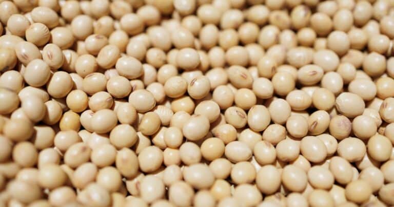 Soja para consumo humano, una industria local con todo para crecer