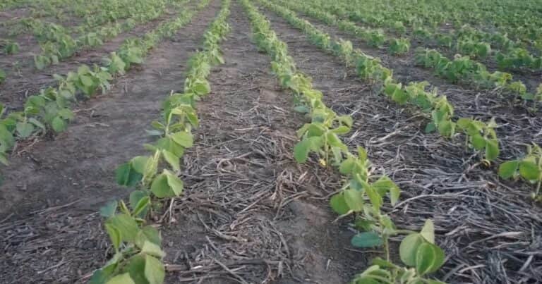 Tiene un lote de soja en V2 con lecherón: ¿En qué estadio fenológico del cultivo se puede aplicar imazetapir y qué dosis para evitar fitotoxicidad?