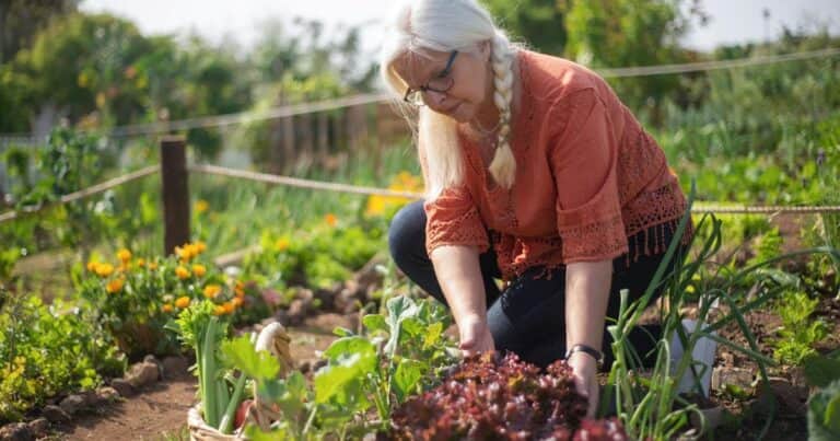 Cuál son los mejores meses para plantar lechugas en tu casa