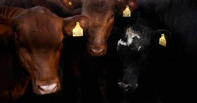 Las razones detrás del repunte en el precio de la hacienda