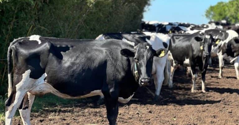 Afirman que hay buenas perspectivas para el negocio lechero en Argentina