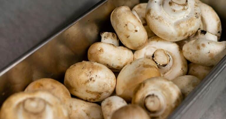 Qué se necesita para producir champiñones en tu hogar