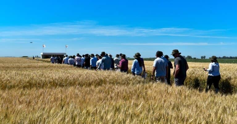 Tres estaciones en trigo, para buenos rindes a pesar de la escasa humedad
