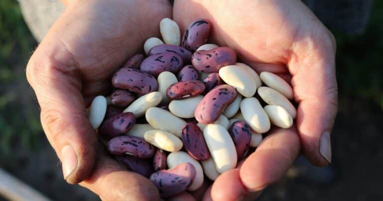Cómo cosechar y cuánto tarda en germinar el poroto o frijol