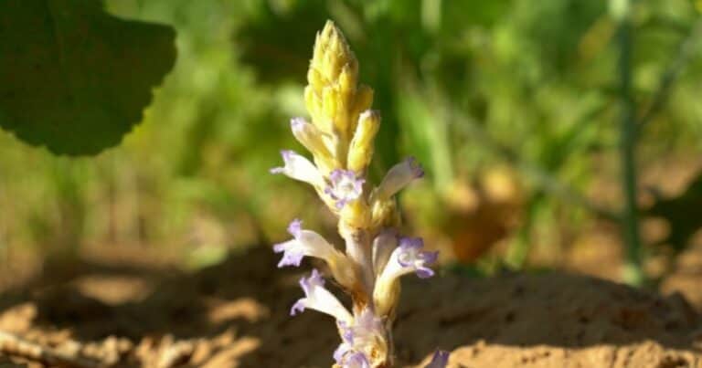 Alerta fitosanitaria para prevenir el ingreso desde Bolivia de una maleza que afecta a un cultivo