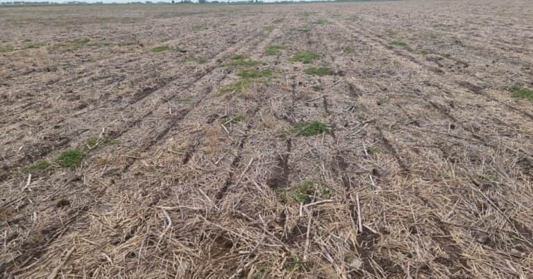 Sembró maíz, no pudo aplicar preemergentes por las lluvias y hay manchones de trébol blanco: ¿El fluroxipir mejora la eficiencia para controlar la enfermedad?