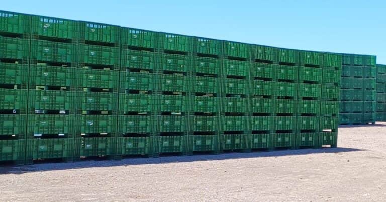 Las claves que emplea la agroindustria de la ciruela para conservar la calidad de sus cosechas