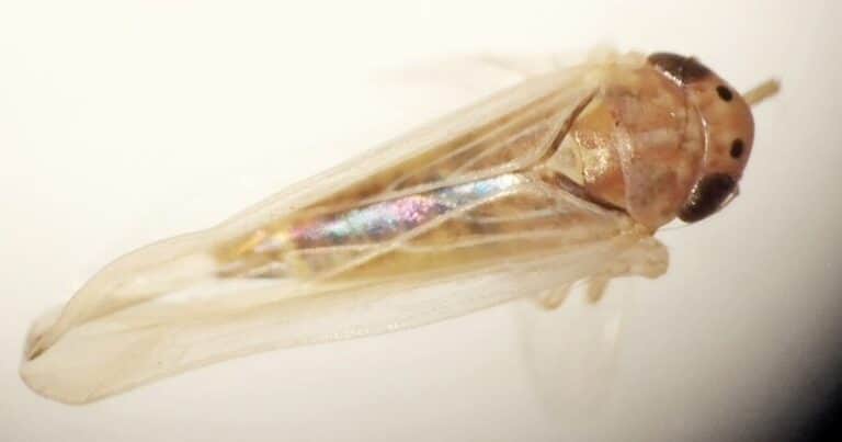 La chicharrita del maíz casi desapareció, pero otro insecto preocupa a los productores: qué dicen los expertos