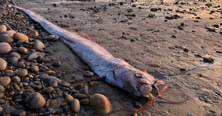 El mítico pez que anuncia el fin del mundo apareció en una playa y generó preocupación