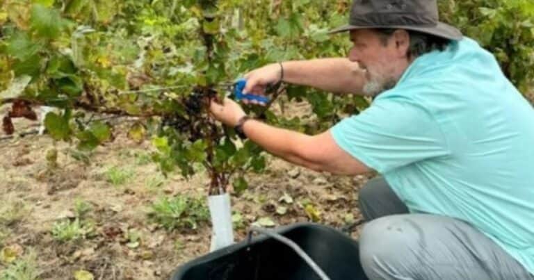 Se animó a derribar mitos e inició el primer viñedo del oeste bonaerense