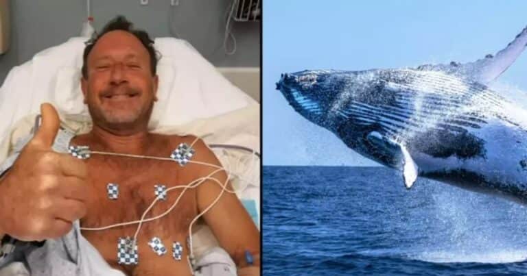 La historia del hombre que fue tragado por una ballena jorobada y vive para contarlo