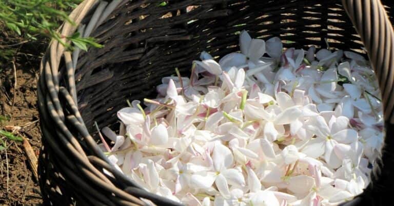 Consejos para cuidar tu jazmín trepador y disfrutar de sus flores aromáticas en verano