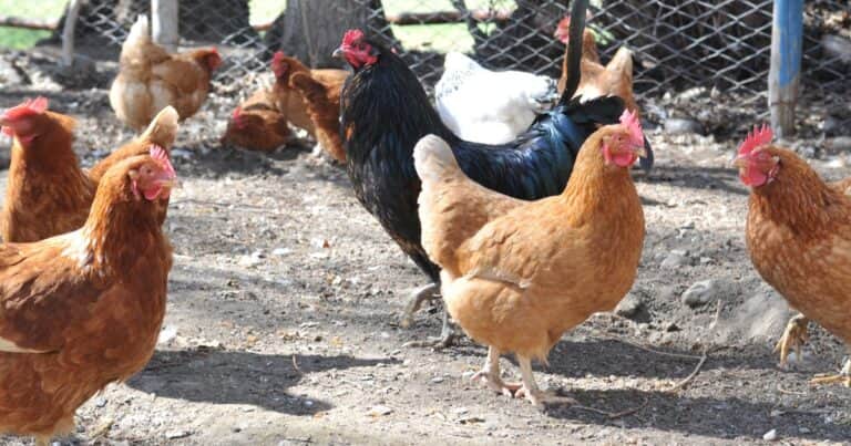 Inédito: el Gobierno autorizó una nueva vacuna que protege a las aves de tres enfermedades al mismo tiempo