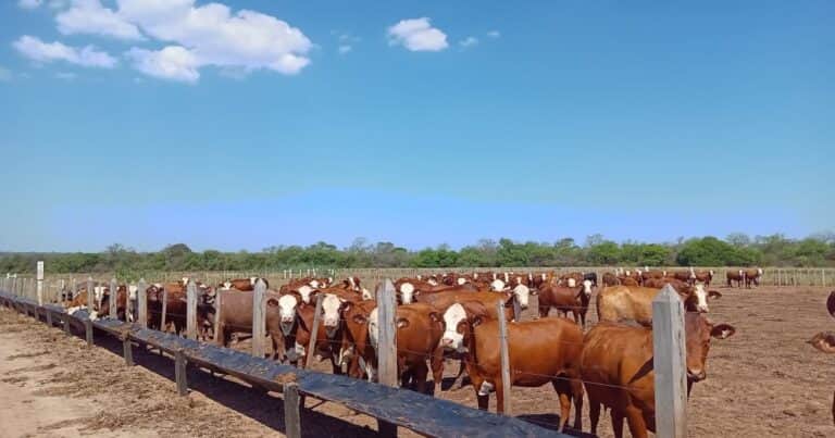 La suba del ganado en Brasil dispara los precios globales de la carne: ¿qué pasa en Argentina?
