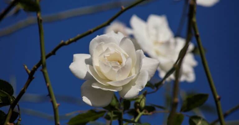 Rosas trepadoras en macetas: consejos para transformar el balcón en un jardín