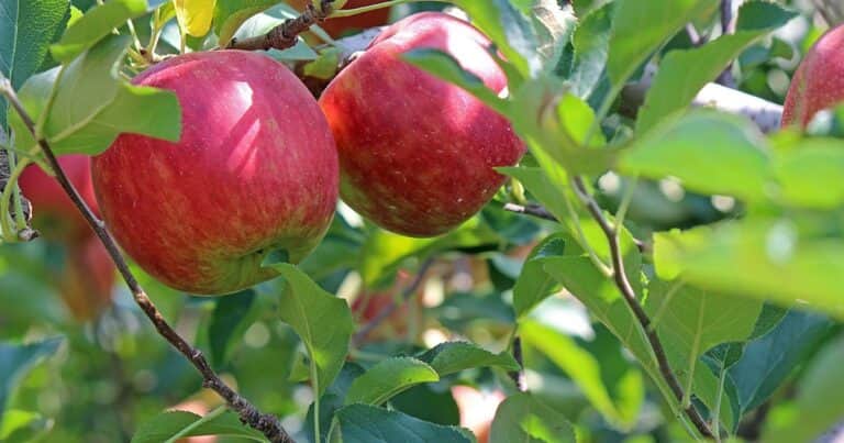 Regiones ideales para plantar manzanas: ¿Cuáles son las condiciones perfectas?