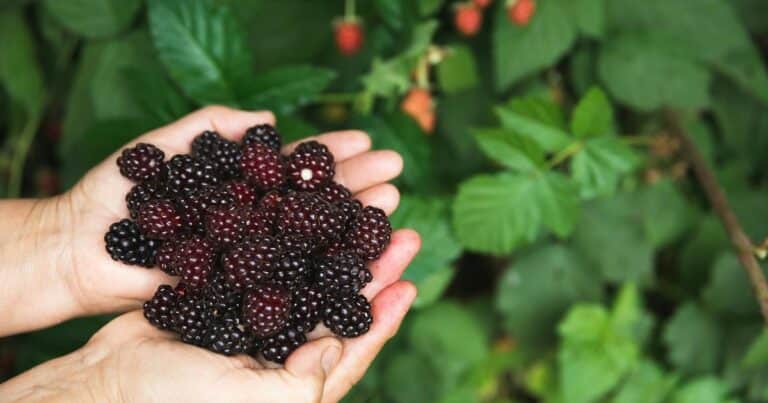 Cuánto tarda un árbol de moras en dar frutos