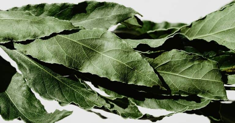 Cuál es el motivo de poner una hoja de laurel en el zapato