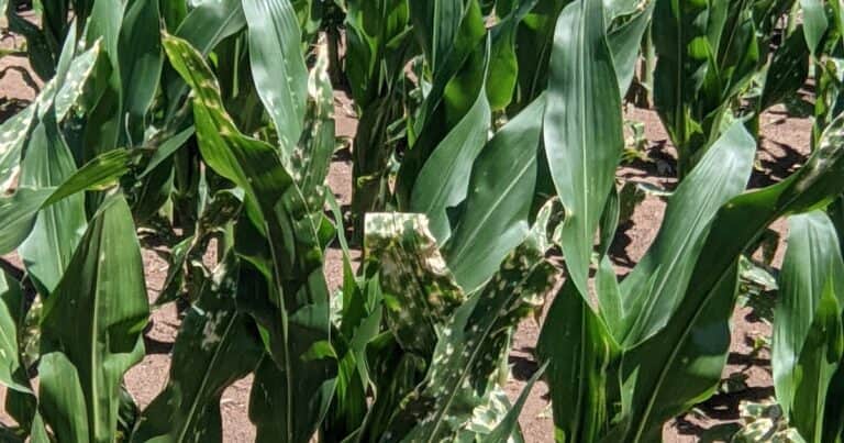 A un productor le aparecen manchas en las hojas de maíz: ¿Fue por el uso del Paraquat?