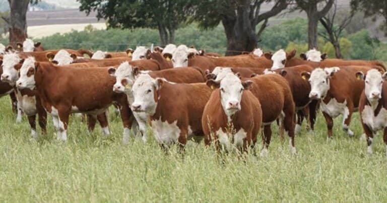 Mejor fertilización, mejores pasturas, más kilos de carne