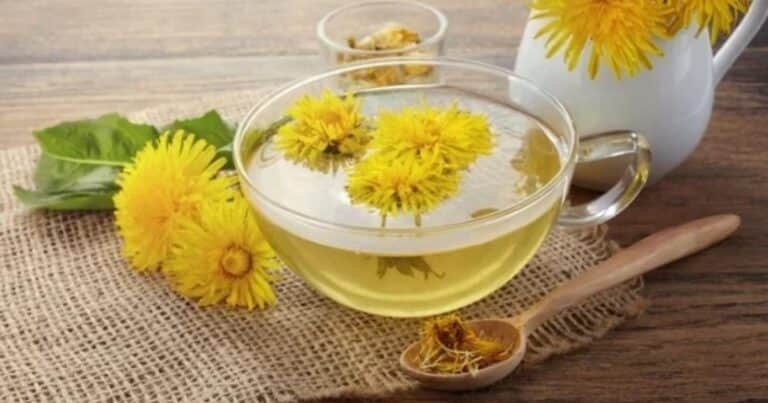 Cómo consumir la hierba diente de león para desintoxicar el cuerpo y perder peso