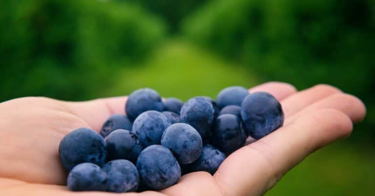 Descubrí los seis super-alimentos Made in Argentina que revolucionan la alimentación global