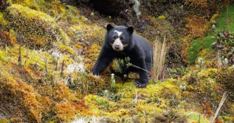 Este es el único oso que vive en Sudamérica: todo sobre la especie autóctona