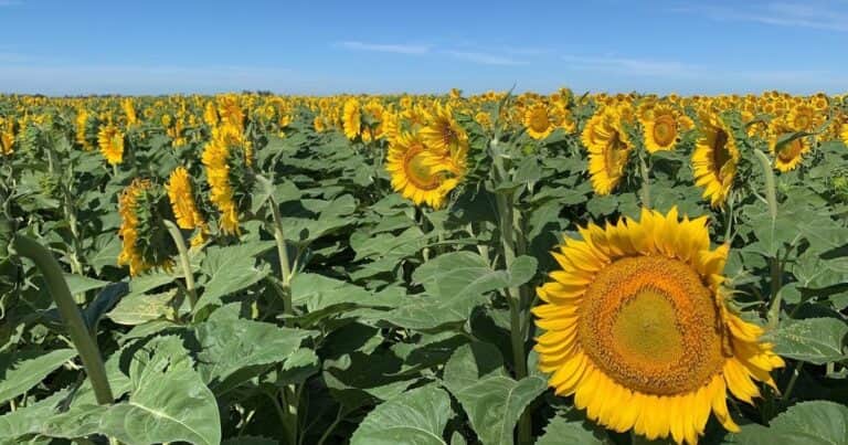 Va a comprar un cabezal girasolero y le recomendaron que, aunque el cultivo esté sembrado a 52.5 cm, adquiera uno de 70 cm. ¿Es correcto?