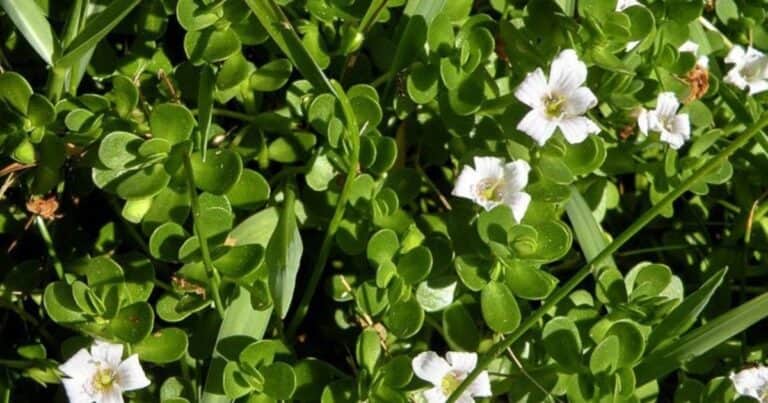 Para qué sirve la bacopa, la potente planta acuática de la medicina ayurvédica