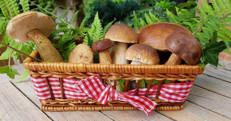 La táctica de expertos para cultivar hongos comestibles