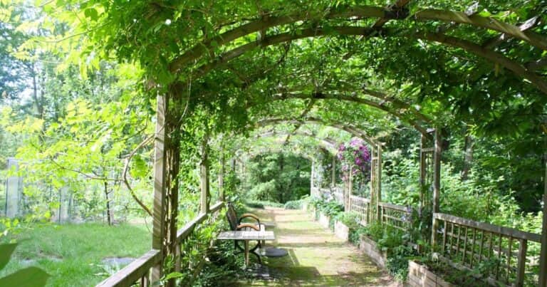 Guía para elegir las plantas trepadoras ideales para tus pérgolas